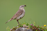 Image. Water Pipit