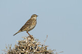 Image. Water Pipit