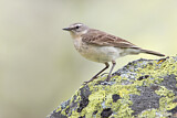 Image. Water Pipit
