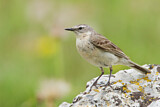 Image. Water Pipit