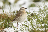 Image. Water Pipit