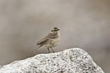 Image. Water Pipit