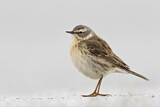 Image. Water Pipit