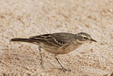 Image. Water Pipit