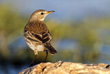 Image. Water Pipit