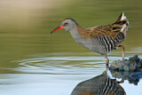 Image. Water Rail