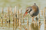 Image. Water Rail