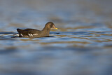 Image. Water Rail