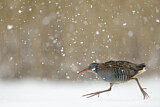 Image. Water Rail