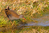 Image. Water Rail