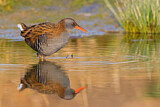 Image. Water Rail