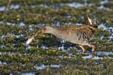 Image. Water Rail