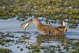 Image. Water Rail