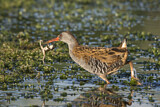 Image. Water Rail