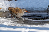 Image. Water Rail