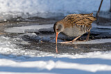 Image. Water Rail