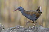 Image. Water Rail
