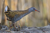 Image. Water Rail