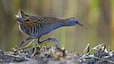 Image. Water Rail