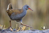 Image. Water Rail
