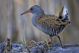 Image. Water Rail