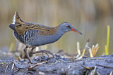 Image. Water Rail