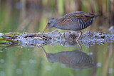 Image. Water Rail