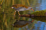 Image. Water Rail