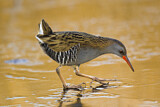 Image. Water Rail