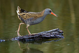 Image. Water Rail