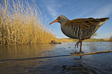 Image. Water Rail