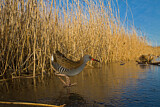 Image. Water Rail