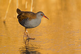 Image. Water Rail