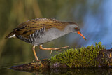 Image. Water Rail