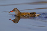 Image. Water Rail