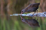 Image. Water Rail