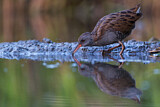 Image. Water Rail