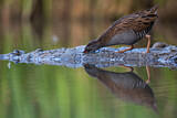 Image. Water Rail
