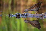 Image. Water Rail