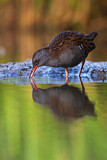 Image. Water Rail