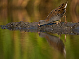 Image. Water Rail