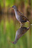 Image. Water Rail