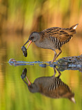 Image. Water Rail