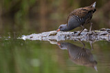 Image. Water Rail