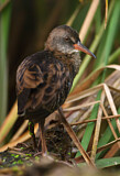 Image. Water Rail