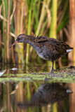 Image. Water Rail