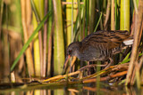 Image. Water Rail