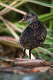 Image. Water Rail