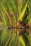 Image. Water Rail