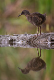 Image. Water Rail